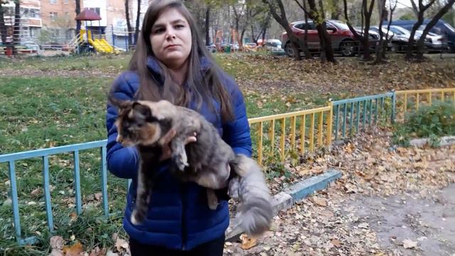 АСТРА КОЛОРКУН - кошка мейн-кун смотреть онлайн