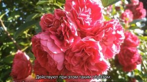 Роза Эксцельза (Excelsa) — описание сорта