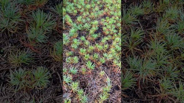 ?Обзор двухлетних сеянцев Кедрового стланика ?  2022