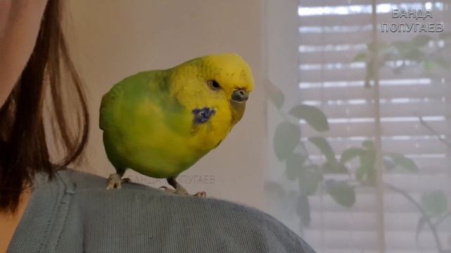 как отучить волнистого попугая кусаться смотреть онлайн
