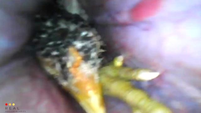 OMG! Piggy in Sleep and Python Attack Surprise | Real Documentaries смотреть онлайн