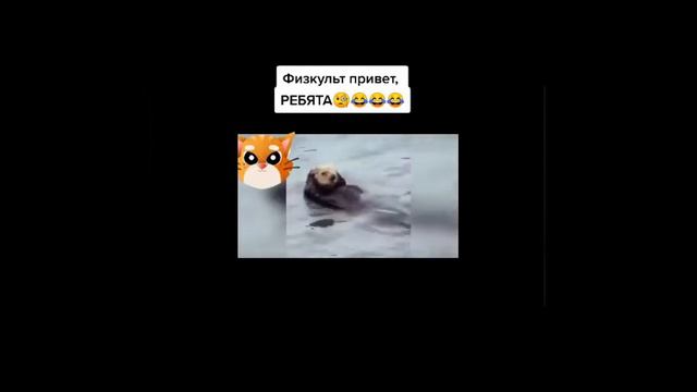 Смешные Животные Тик Ток смотреть онлайн