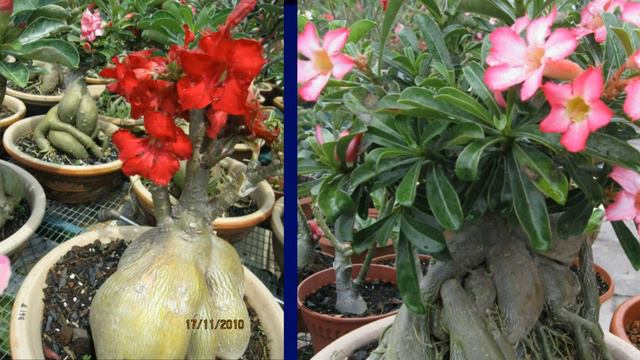 Kranji Farm Resort 1/2 - Adenium (富贵花) смотреть онлайн
