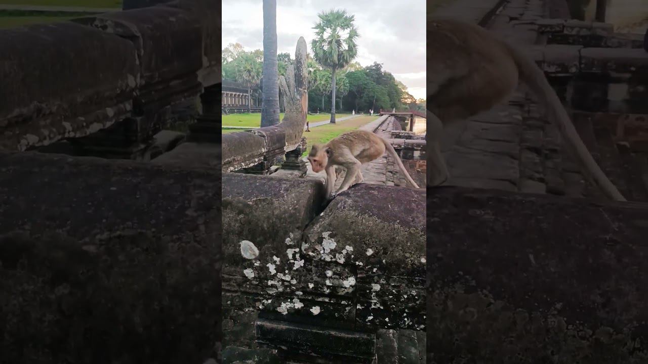 Обезьяны в Ангкор вате #камбоджа смотреть онлайн