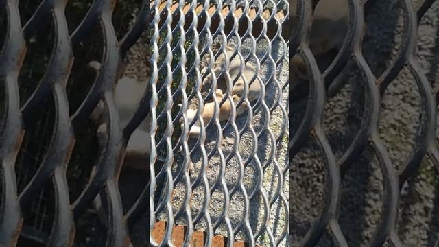 Сафари-парк "Тайган" Крым смотреть онлайн