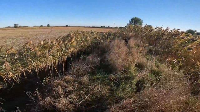 ОХОТА НА ФАЗАНА. DYNAMIC VERSION;) смотреть онлайн