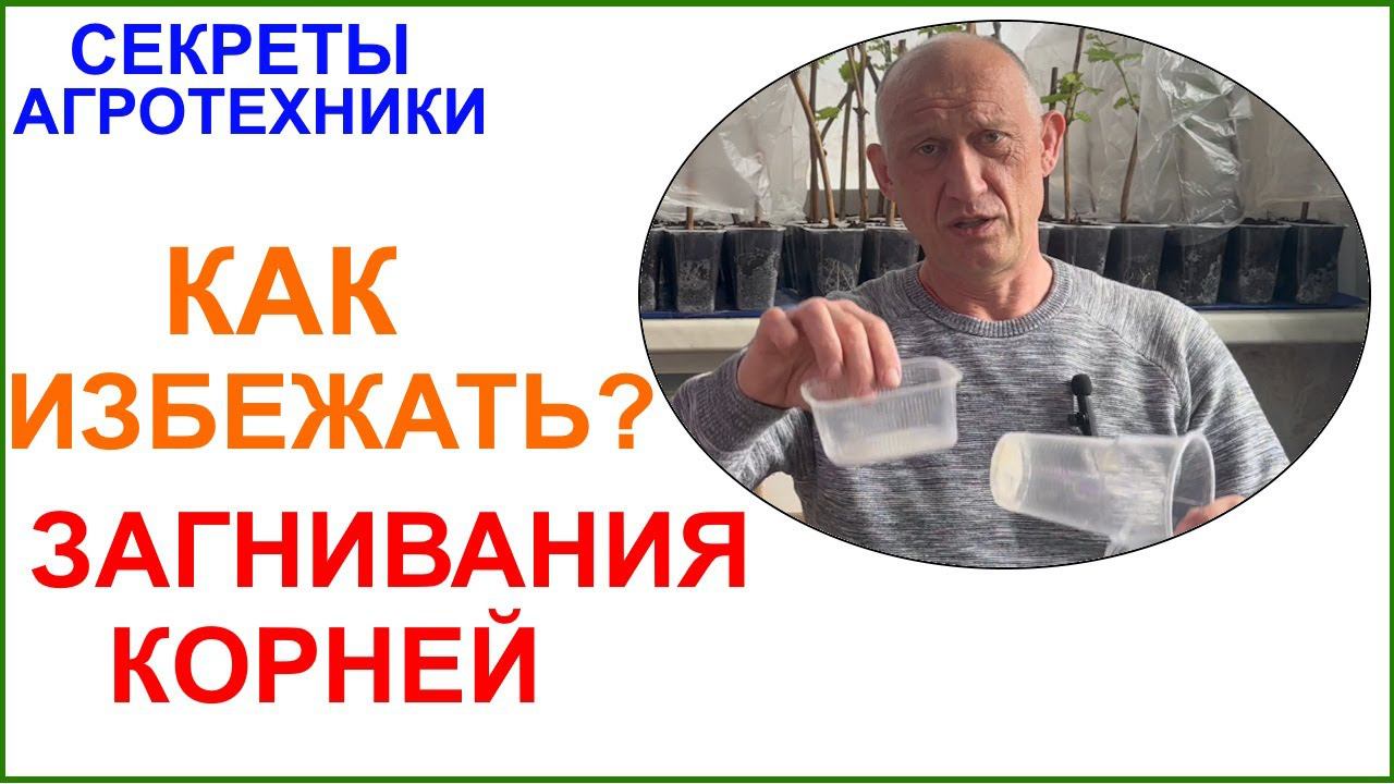 Загнивание корней у саженцев винограда. Как избежать? смотреть онлайн