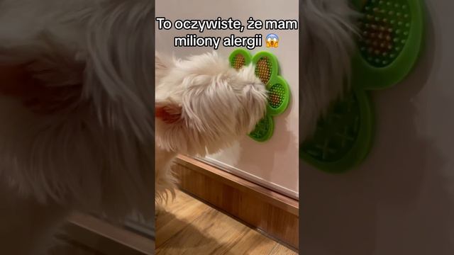 Jestem Westem 2 hehe #westhighlandwhiteterrier #westie #pies #piesek #doggo #zabawa #jedzenie #funn смотреть онлайн