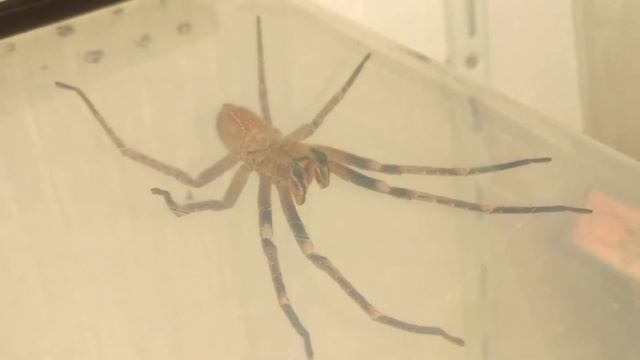 Called detection Phoneutria fera brazilian banana spider 1.0 Adult male(5) смотреть онлайн