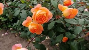 Роза Дэвида Остина —Леди Эмма Гамильтон