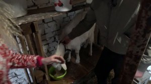Раздаиваем запущенных коз! Учимся доить коз и чистить копыта козочкам. Правильно доим  коз