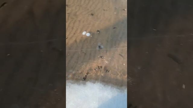 Рыбалка на Сурском море #рыбалка #косякрыб #рыбалканасурскомморе #сурскоеморе #уклейка смотреть онлайн