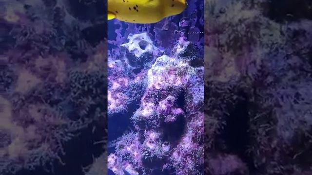 Желтая рыба Фгугу Расписной и Краснозубый Спинорог Морской аквариум. Музей естествознания Дюсельдор смотреть онлайн