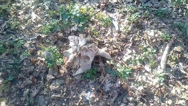 Череп коровы?! смотреть онлайн