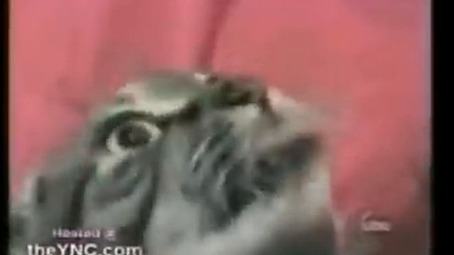 Talking Cat
