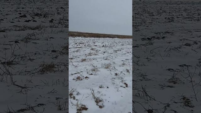 Работа Курцхаара 6 месяцев смотреть онлайн