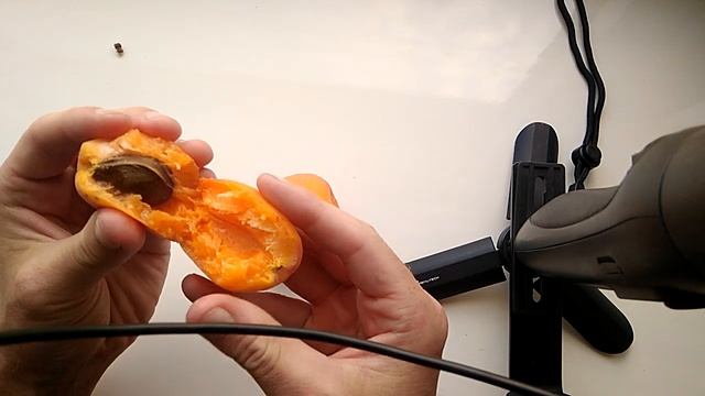 Абрикос Анюта, Киото, Голдрич после лежки смотреть онлайн