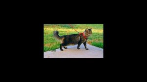 Как одеть шлейку на кошку