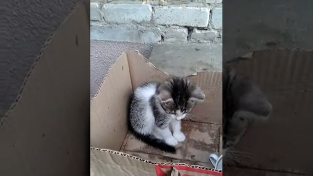 У нас появился котёнок Мурка смотреть онлайн