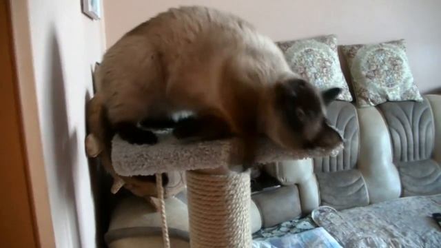 Сиамская кошка разговаривает смотреть онлайн