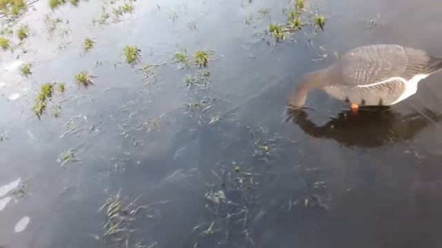 Охота гусь 2017 Воронеж смотреть онлайн