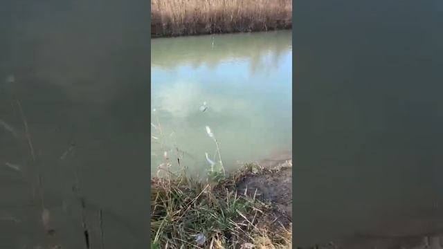 Рыбалка на канале юмс Шапарской Чехонь осенью с берега смотреть онлайн