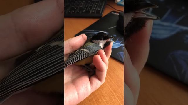 Синица приходит в себя. смотреть онлайн