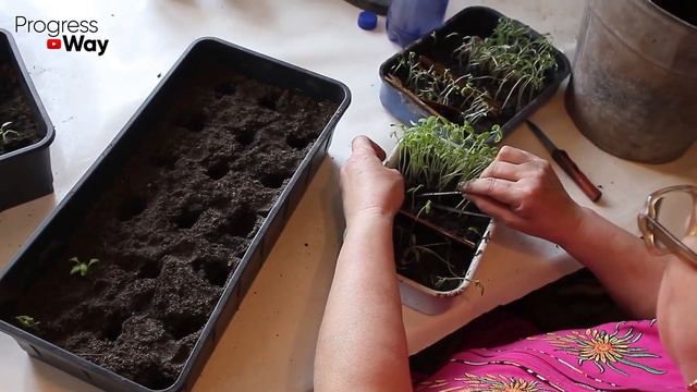 ДАЙТЕ СОЛЬ РАССАДЕ! И Готовьте МЕШКИ Для Сбора Большого Урожая смотреть онлайн