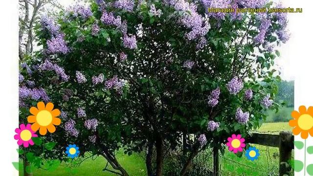 Сирень обыкновенная. Краткий обзор, описание характеристик syringa vulgaris смотреть онлайн