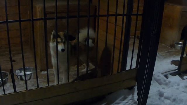 Лайки с мяса на мясо