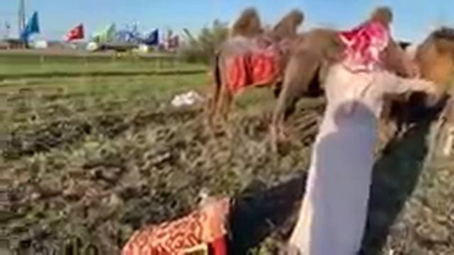 Вычёсываем пух верблюдов смотреть онлайн