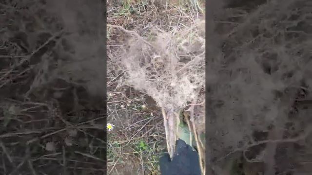 Саженцы ремонтной малины сорт 