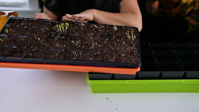There is hope after all! (Potting Up Ranunculus) смотреть онлайн