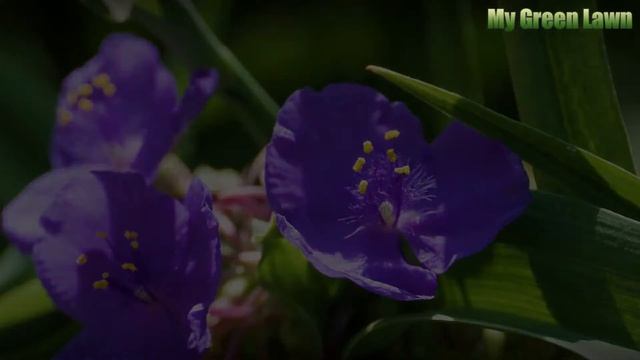 Is Amaryllis Belladonna Toxic? смотреть онлайн