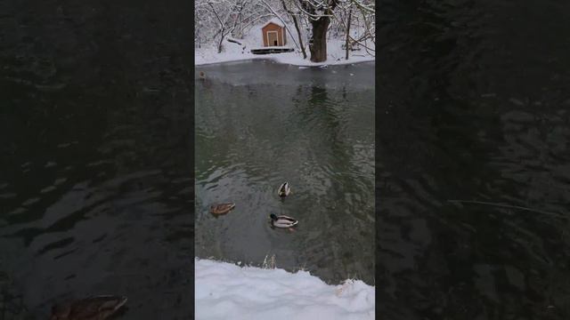 Гагаринский парк окунулся в зиму! Симферополь смотреть онлайн