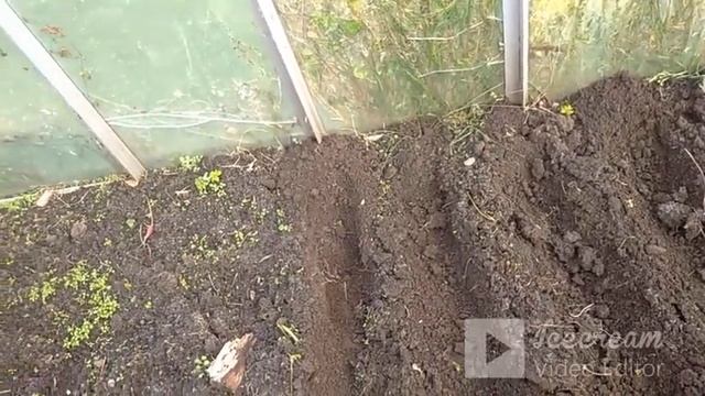 Посадка косточек хурмы и помидоров под зиму в открытый грунт.
