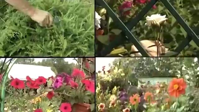 Урожайные грядки