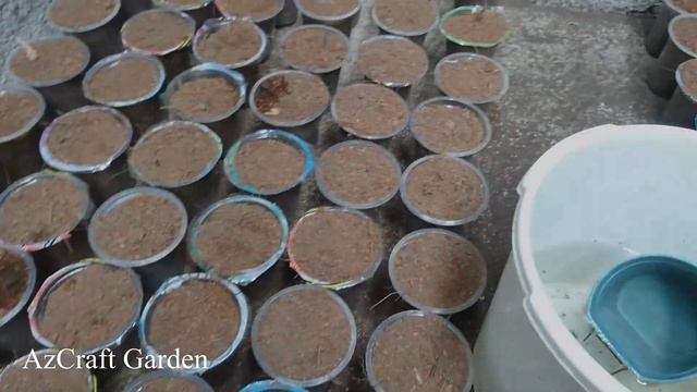 The right way to sow croton seeds so they can easily sprout (Codiaeum variegatum) смотреть онлайн