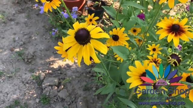Как изглежда цвете Рудбекия - Rudbeckia hirta отглеждане от семена смотреть онлайн