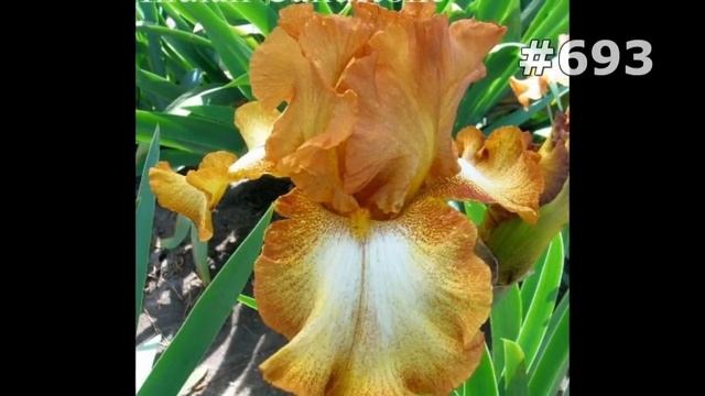 #693. Ирисы - самые лучшие цветы смотреть онлайн