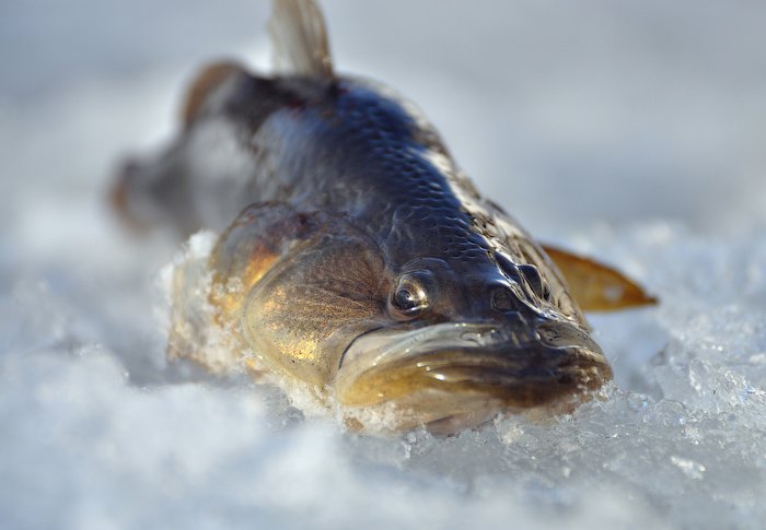 Первый лёд! проверяем  незнакомое  озерцо! Ротан!!
The First Ice! We Are Checking An Unfamiliar Lake