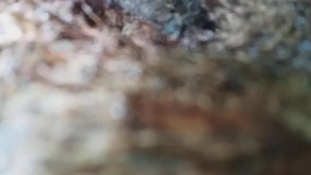 пчёлы просто добрые пчёлы смотреть онлайн
