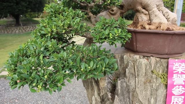 Ficus Bonsai Inspiration
