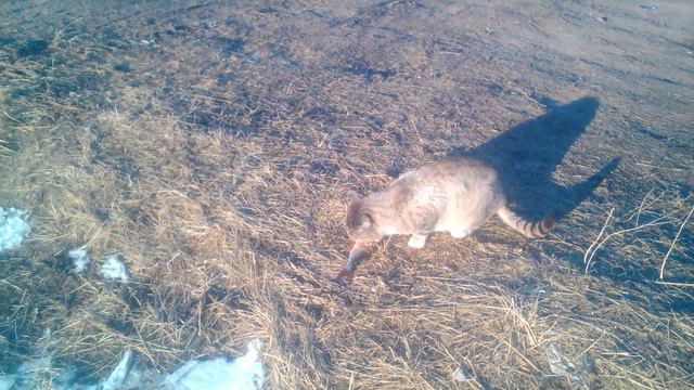 Рыбалка на Чудском озере, март 2018 смотреть онлайн