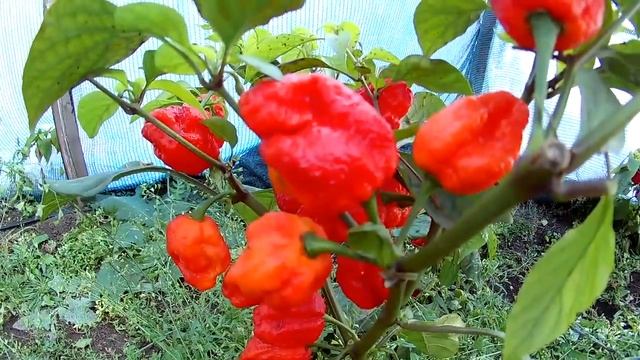 Trinidad Sunrise Scorpion. Тринидад Восходящий Скорпион смотреть онлайн