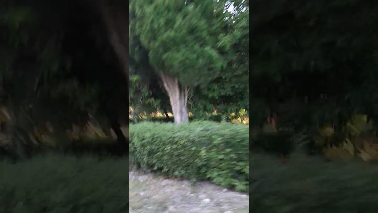 Абхазия #Гагра. Прогулка на паровозике по парку в старой Гагре 5 июля 2023 смотреть онлайн