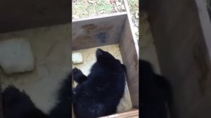 Вернули медвежонка в естественную среду обитания