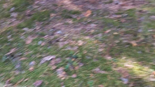 Мох Сфагнум для любимых Орхидей и цветов, пишите в вк ссылка в описании под видео смотреть онлайн