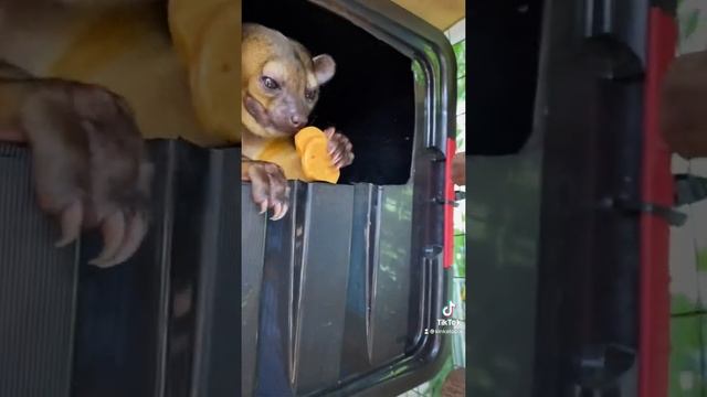 Honey Bears Play Squid Game смотреть онлайн