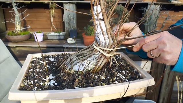 Fusion bonsai Acer campestre 4 смотреть онлайн